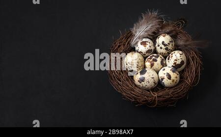 Easter holiday composition with quail eggs and feathers in a nest on a black background. Space for text. Stock Photo