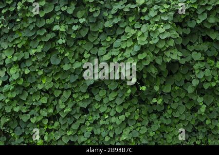 Green plant wall texture Stock Photo