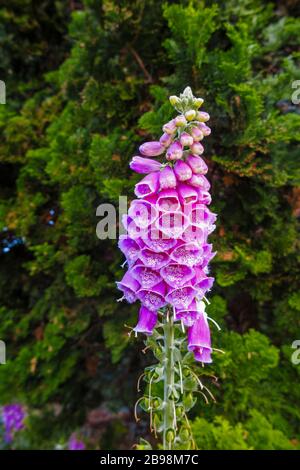 Digitalis purpurea (Common foxglove) flowering in an English garden in summer in Surrey, south-east England Stock Photo