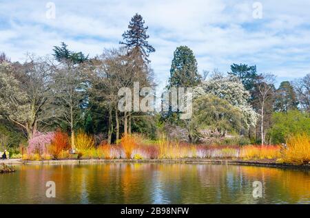 The lake in Seven Acres, RHS Garden, Wisley, Surrey with a colourful backdrop of Flowering Cornus (dogwood) trees and reflections in spring Stock Photo