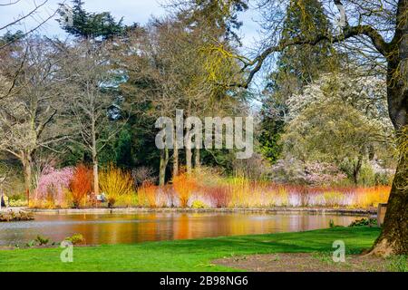 The lake in Seven Acres, RHS Garden, Wisley, Surrey with a colourful backdrop of Flowering Cornus (dogwood) trees and reflections in spring Stock Photo