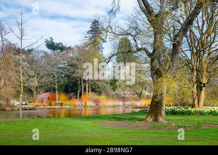 The lake in Seven Acres, RHS Garden, Wisley, Surrey with a colourful backdrop of Flowering Cornus (dogwood) trees and reflections in spring Stock Photo