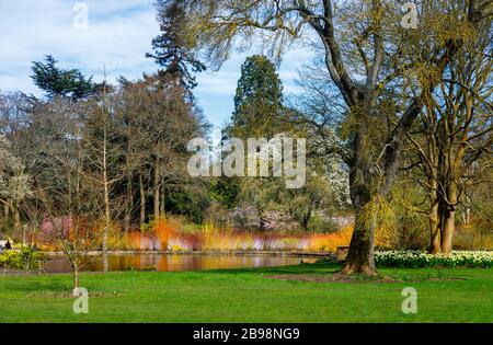 The lake in Seven Acres, RHS Garden, Wisley, Surrey with a colourful backdrop of Flowering Cornus (dogwood) trees and reflections in spring Stock Photo