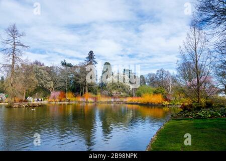 The lake in Seven Acres, RHS Garden, Wisley, Surrey with a colourful backdrop of Flowering Cornus (dogwood) trees and reflections in spring: panorama Stock Photo