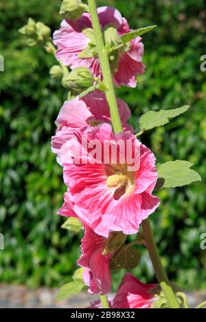Close-up of beautiful pink hollyhocks in a narrow street of Veere (Zeeland), Netherlands Stock Photo