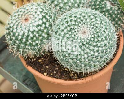 plant cactus ball notocactus in a por closeup view Stock Photo