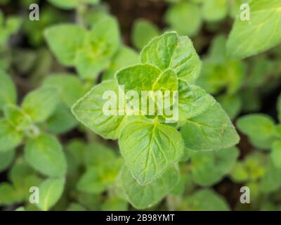 oregano plant close up view Origanum vulgare daylight Stock Photo