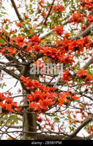 blooming Bombax ceiba or  red cotton tree Stock Photo