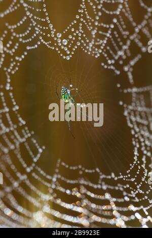 green garden spider with dewy web Stock Photo