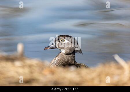 Hen wood duck(Aix sponsa) Colorado, USA Stock Photo