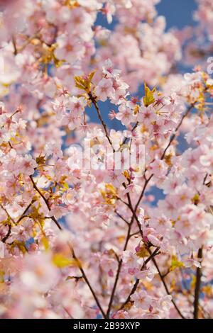 Pink cherry tree blossoming in spring Stock Photo