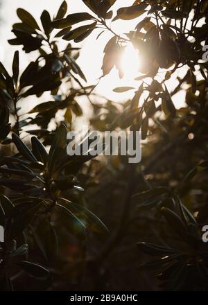 Soft sunlight shining through leaves. Stock Photo