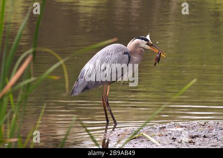 Lone great blue heron searching for food along the bank of a small pond. Stock Photo