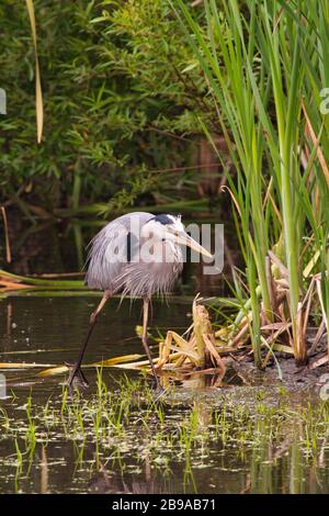 Lone great blue heron searching for food along the bank of a small pond. Stock Photo