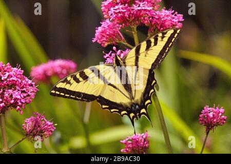 Extreme close-up view of a yellow swallowtail resting on a branch of a tree. Stock Photo