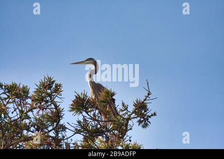 Great blue heron searching for it's next meal along the shore of a small pond. Stock Photo