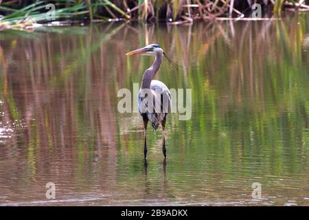 Great blue heron searching for it's next meal along the shore of a small pond. Stock Photo