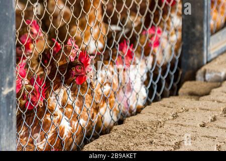 Close up of a group of chickens tightly packed in a small room behind a fence in a small poultry operation in Costa Rica Stock Photo