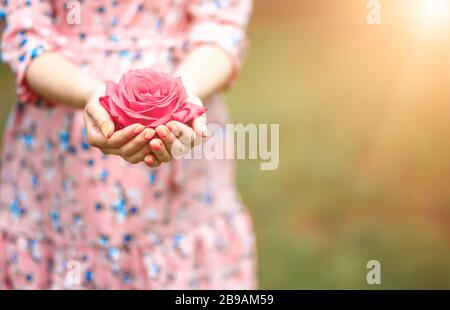 Young woman in a pink dress holding little pink rose in her hands. Close-up Stock Photo