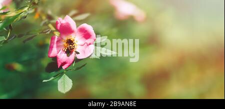 yellow bid bumblbee sittind on pink flower dogrose, nature, space for text Stock Photo