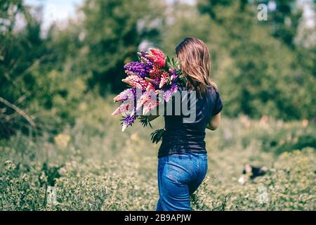 A young woman walks in the meadow among green grass and purple lupins with a bouquet of lupins in hand