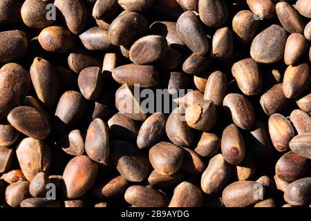 Inshell pine nuts. Cedar nuts. Background Texture. Macro. Stock Photo