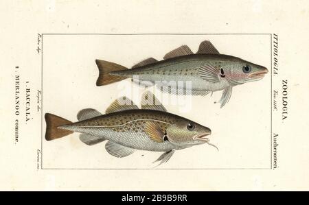Cod fish, Gadus morhua, Baccala 1 and whiting, Merlangius merlangus, Merlango comune 2. Handcoloured copperplate stipple engraving from Antoine Laurent de Jussieu's Dizionario delle Scienze Naturali, Dictionary of Natural Science, Florence, Italy, 1837. Illustration engraved by Corsi, drawn by Jean Gabriel Pretreatment and directed by Pierre Jean-Francois Turpin, and published by Batelli e Figli. Turpin (1775-1840) is considered one of the greatest French botanical illustrators of the 19th century. Stock Photo