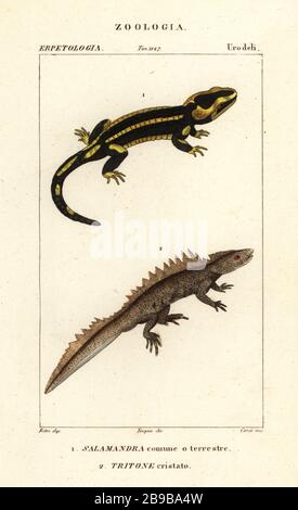 Fire salamander, Salamandra salamandra 1, and great crested newt, Triturus cristatus (critically endangered) 2.  Salamandra comune o terrestre, Tritone cristato. Handcoloured copperplate stipple engraving from Antoine Laurent de Jussieu's Dizionario delle Scienze Naturali, Dictionary of Natural Science, Florence, Italy, 1837. Illustration engraved by Corsi, drawn by Jean Gabriel Pretre and directed by Pierre Jean-Francois Turpin, and published by Batelli e Figli. Turpin (1775-1840) is considered one of the greatest French botanical illustrators of the 19th century. Stock Photo