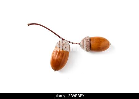 Acorns on a branch isolated on white background Stock Photo