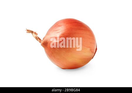 Onion isolated on white Stock Photo
