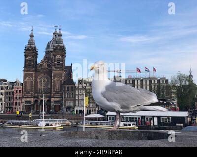 Seagull with the background as Basilica of Saint Nicholas (Dutch: Basiliek van de Heilige Nicolaas) in sunny day near the Amsterdam Central Station Stock Photo