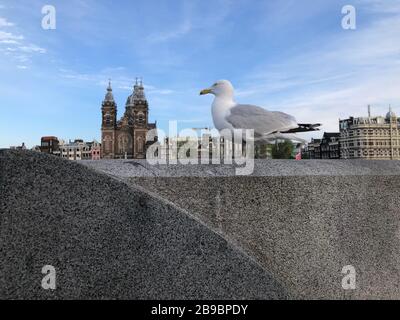 Seagull with the background Basilica of Saint Nicholas (Dutch: Basiliek van de Heilige Nicolaas) in sunny day near the Amsterdam Central Station Stock Photo