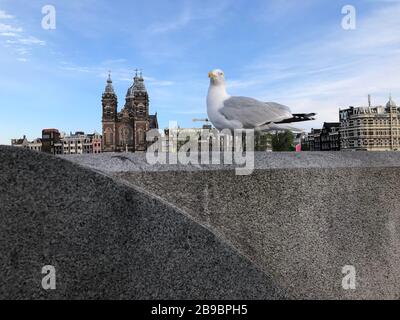 Seagull with the background Basilica of Saint Nicholas (Dutch: Basiliek van de Heilige Nicolaas) in sunny day near the Amsterdam Central Station Stock Photo