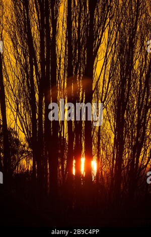 Wimbledon, London, UK. 24 March 2020. Rising sun appears trapped behind silhouetted trees in south west London on the day the British Government imposes strict measures to contain the Coronavirus pandemic nationwide with a ban on all public gatherings of more than two people. In recent days, due to fine spring weather, large numbers of people had been congregating at parks and resorts and not maintaining social distancing. Credit: Malcolm Park/Alamy Live News. Stock Photo