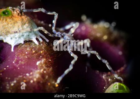 A sea spider makes its way over the reef, Anilao, Philippines. Stock Photo