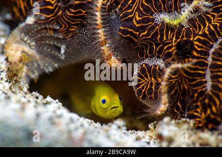 A lemon goby makes its home under an encroaching coral covered with brittle stars. Stock Photo