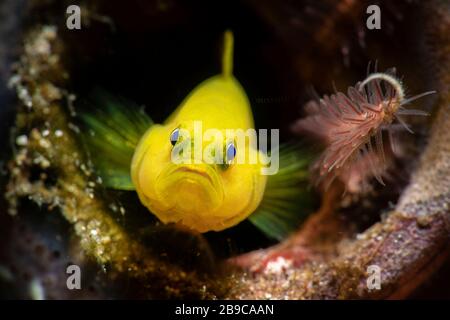 A nudibranch shares a home in a bottle with a lemon goby. Stock Photo
