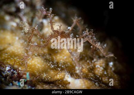 An underwater spider walking on coral, Anilao, Philippines. Stock Photo
