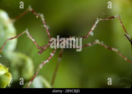 A sea spider species that lives on tunicates and algae. Stock Photo