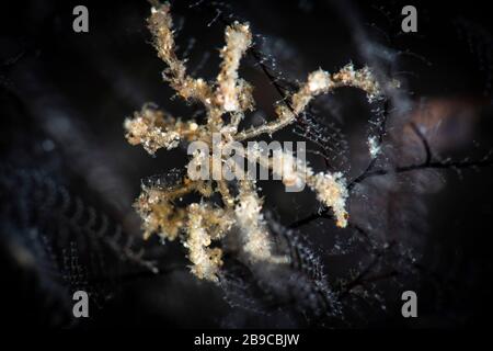 A sea spider covered in algae lives on hydroids in Anilao, Philippines. Stock Photo