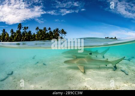 Blacktip reef sharks patrol the shallow waters around a small island. Stock Photo