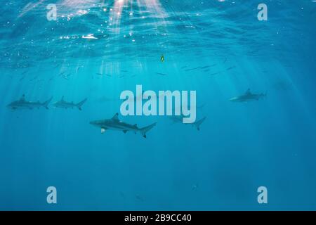 Blacktip reef sharks swim under the surface with sunbeams penetrating the water. Stock Photo