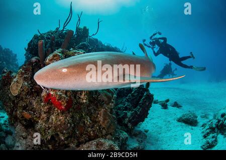 Scuba divers watch as a nurse shark passes by, Caribbean Sea, Mexico. Stock Photo