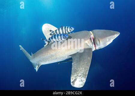 An oceanic whitetip shark suffers from a diver's rubber regulator holder around its neck. Stock Photo