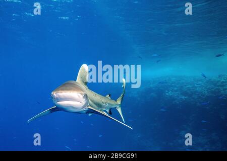 An oceanic whitetip shark is covered in small black parasites, Red Sea. Stock Photo