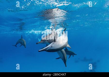 A pod of spinner dolphins, Red Sea.