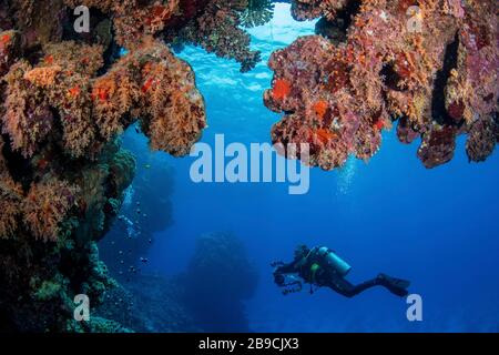 A scuba diver explores a coral reef in the Red Sea, Red Sea. Stock Photo