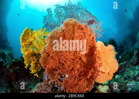 Different colored sea fans grow together in Raja Ampat, Indonesia. Stock Photo