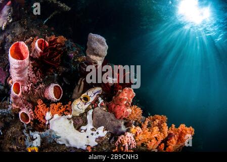 Tunicates, sponges crinoids and soft corals decorate this coral reef. Stock Photo