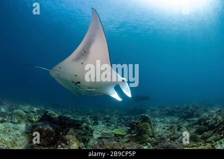 A graceful manta ray glides over a coral reef in Raja Ampat, Indonesia. Stock Photo
